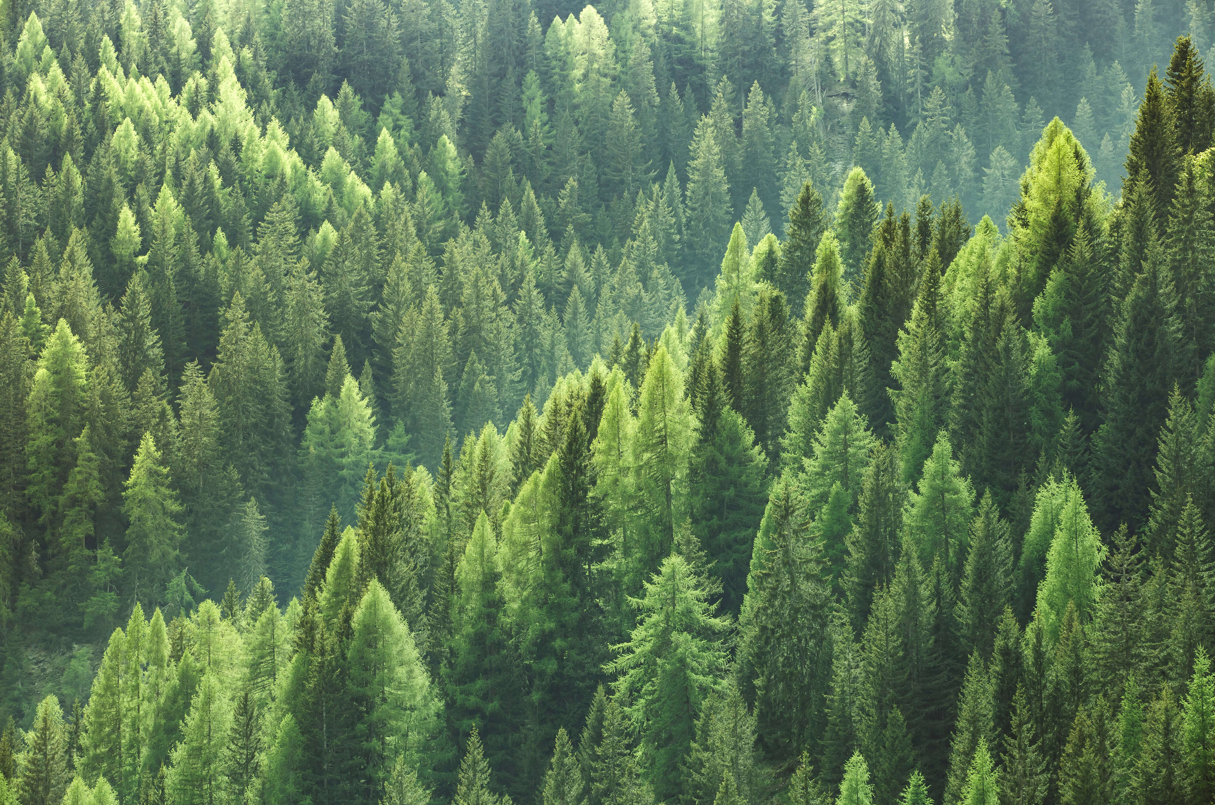 Editorial-Sustainable-Forest-Masthead