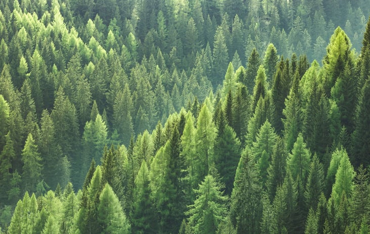 sustainable-forest-landscape